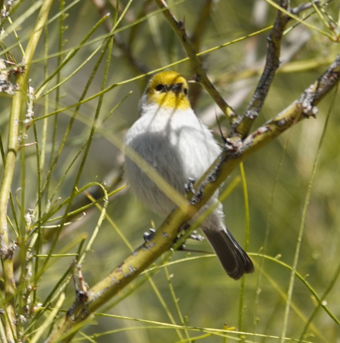 Verdin - ML647497690
