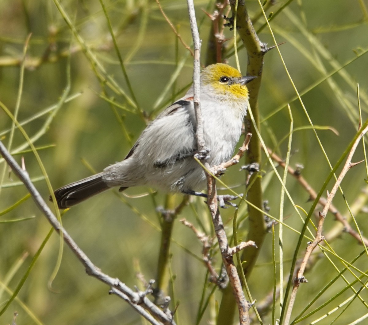 Verdin - ML647497691