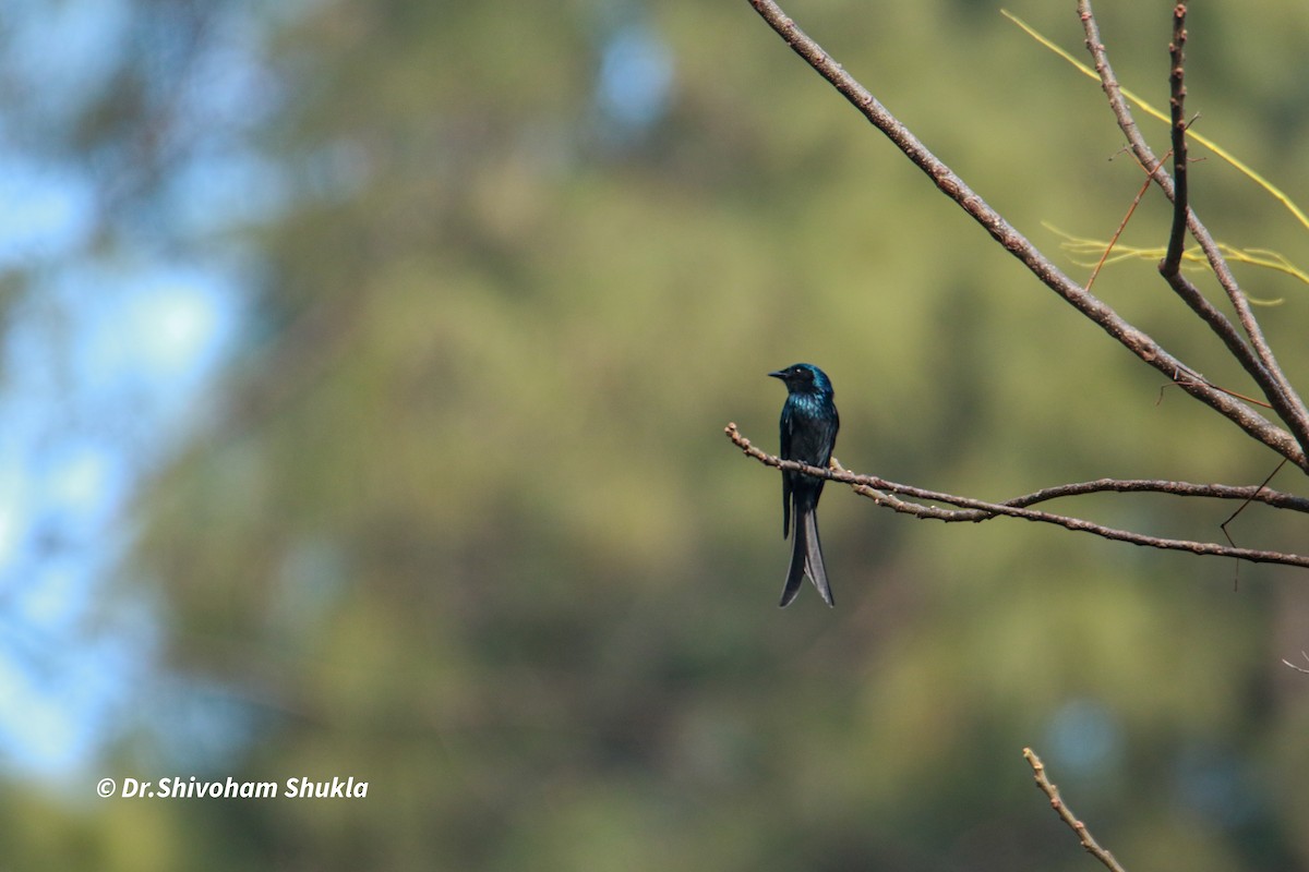 Bronzed Drongo - ML647497700