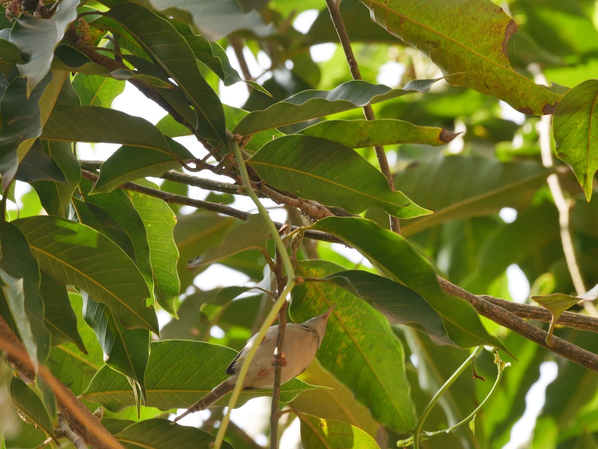 Common Tailorbird - ML647497729