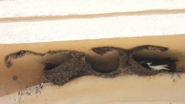 jiřička obecná - ML647497730