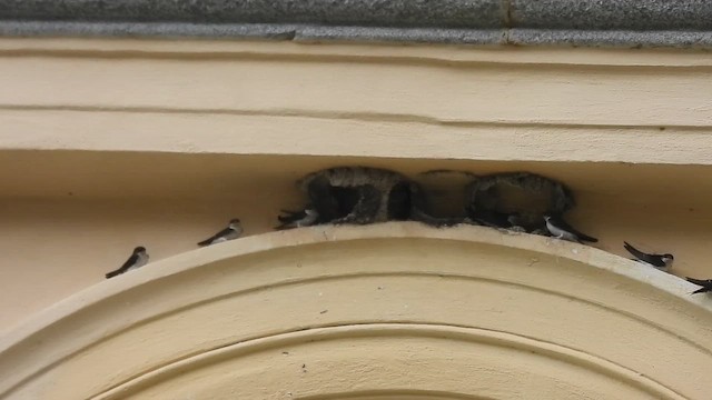 jiřička obecná - ML647497732