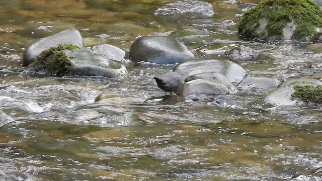 skorec šedý - ML647497733