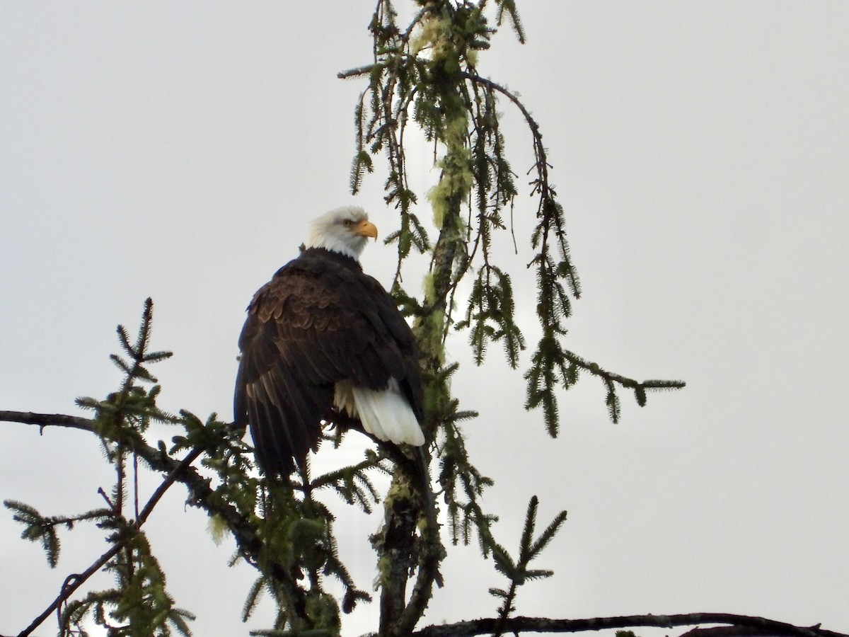 Bald Eagle - ML647497769