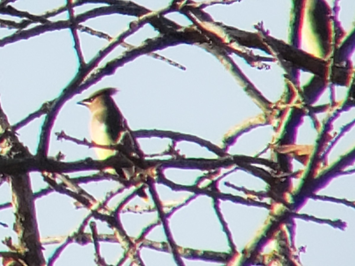 Sedir İpekkuyruğu - ML647497776