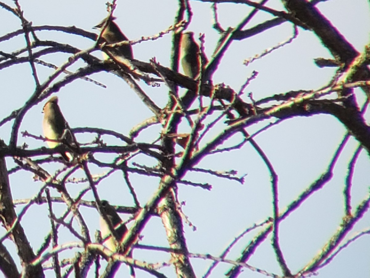 Sedir İpekkuyruğu - ML647497777