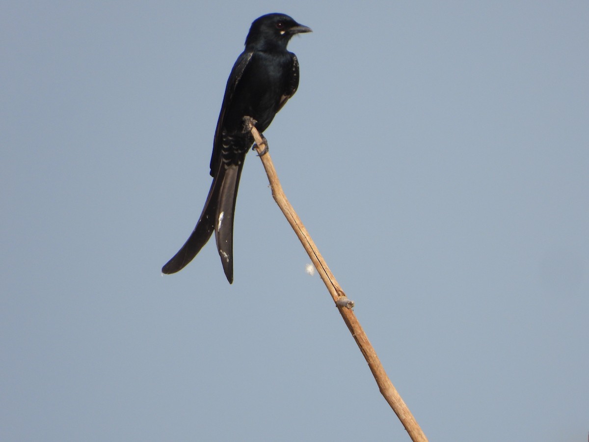 drongo černý - ML647497778