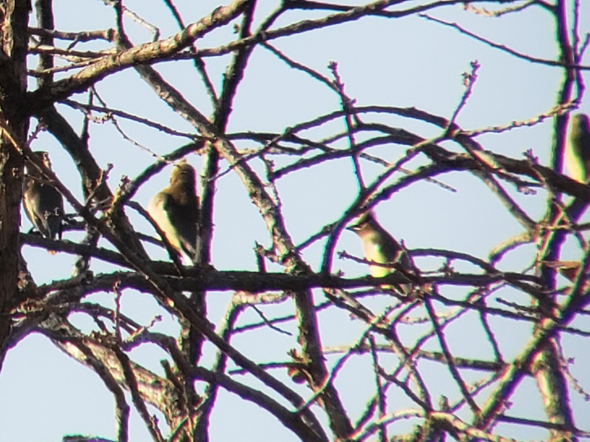 Sedir İpekkuyruğu - ML647497779