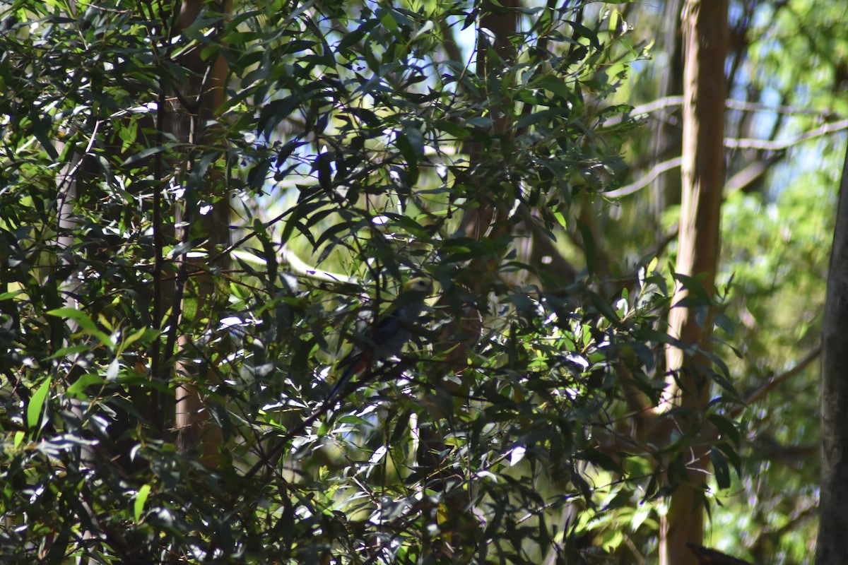 ホオアオサメクサインコ - ML647497793