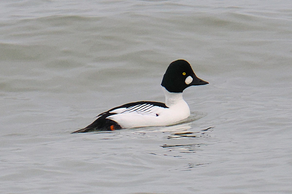 Common Goldeneye - ML647497794