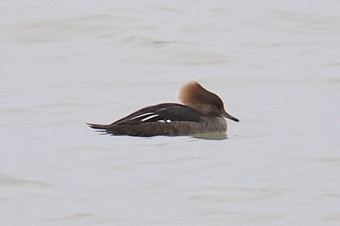 Hooded Merganser - ML647497797
