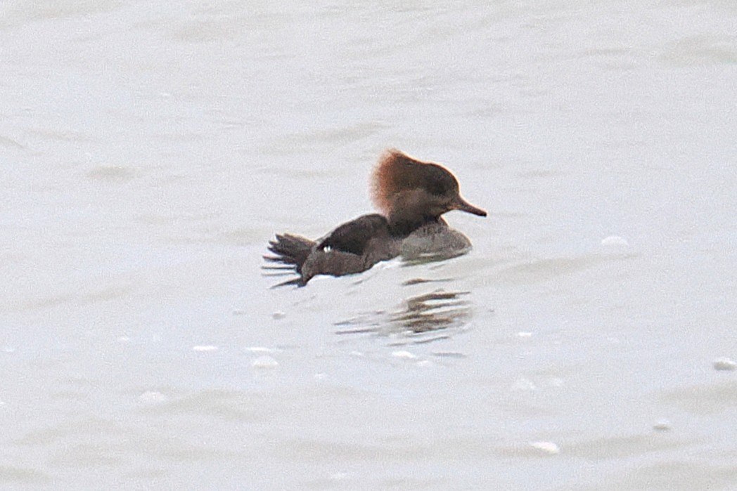 Hooded Merganser - ML647497798