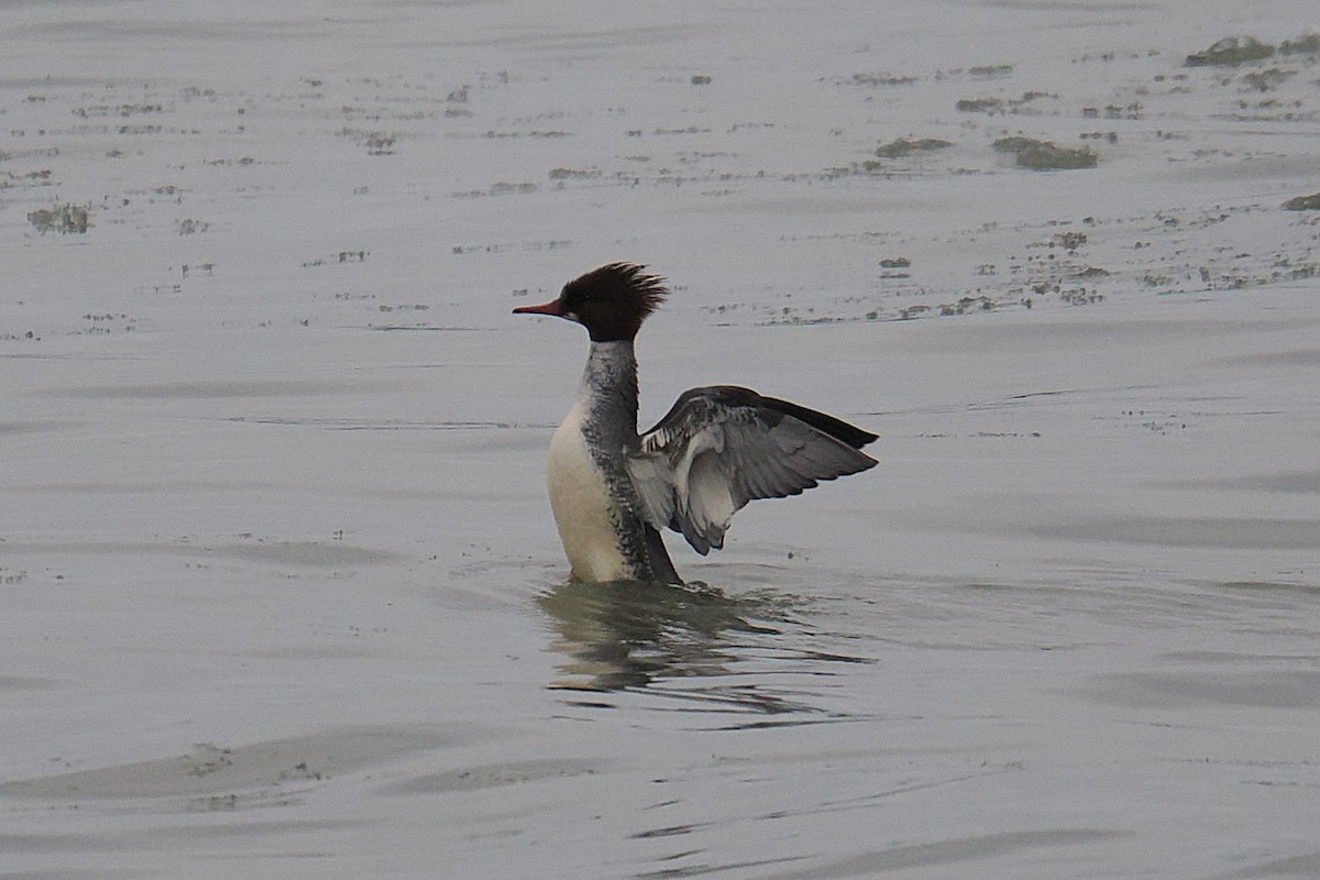 Common Merganser - ML647497799