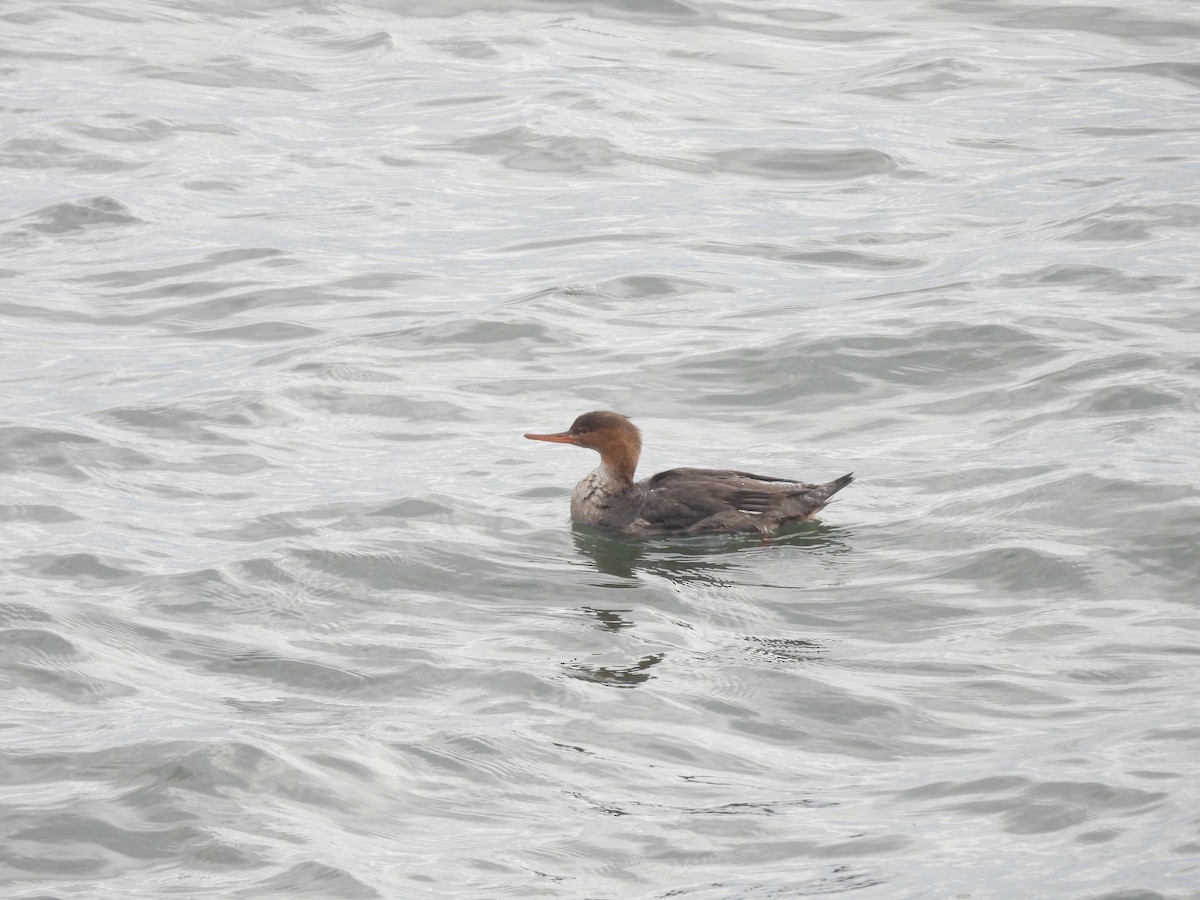 Serreta Mediana - ML647497801