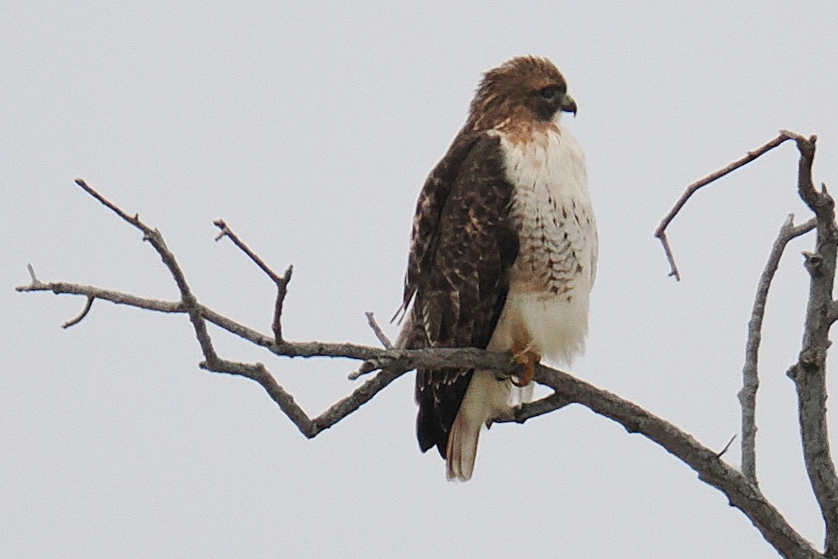 Red-tailed Hawk - ML647497804