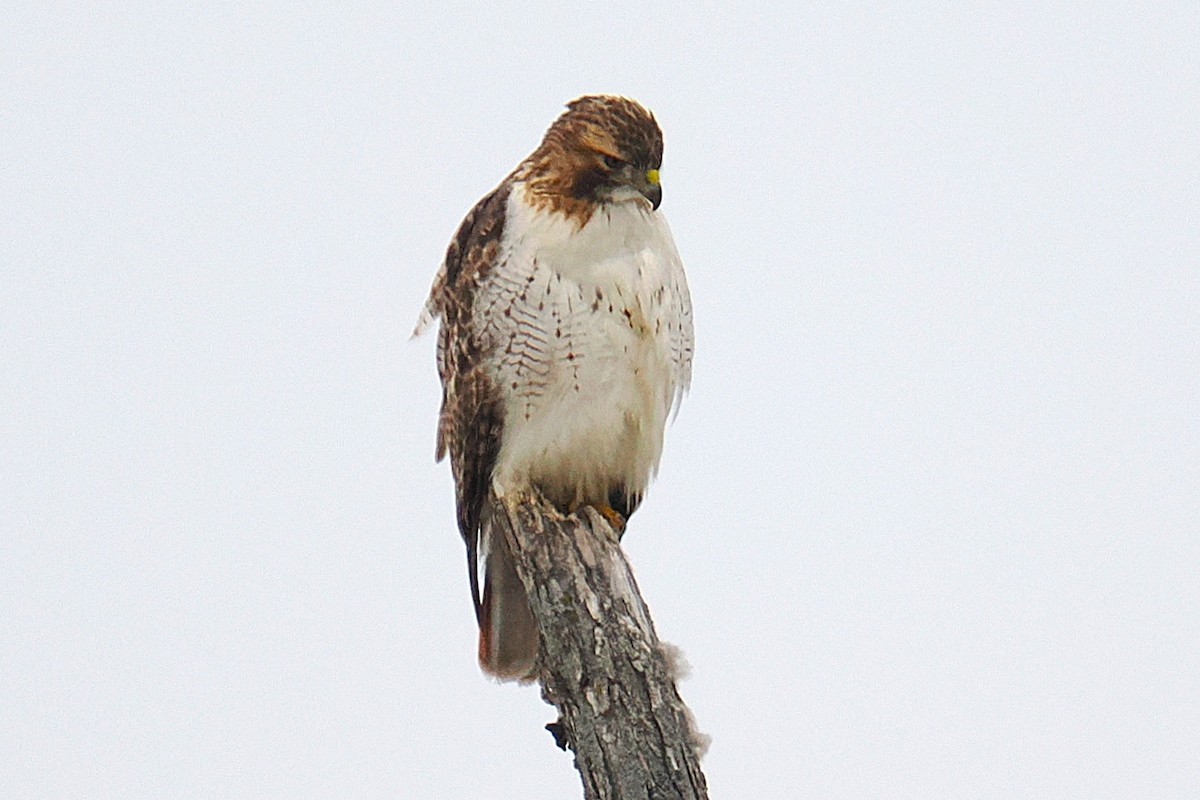 Red-tailed Hawk - ML647497805