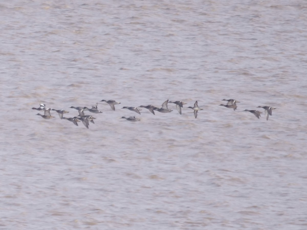 Falcated Duck - ML647497820