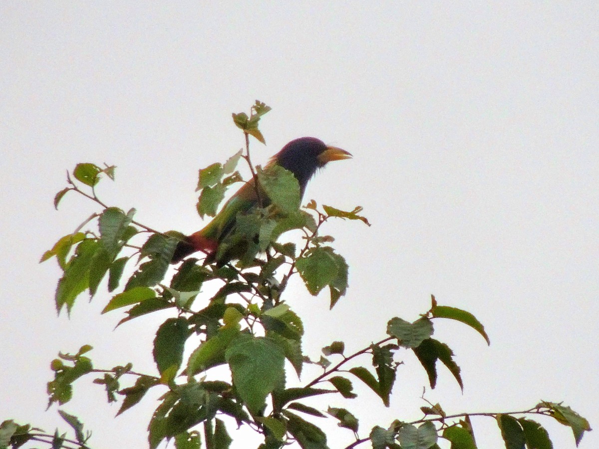 Barbu géant - ML647497821