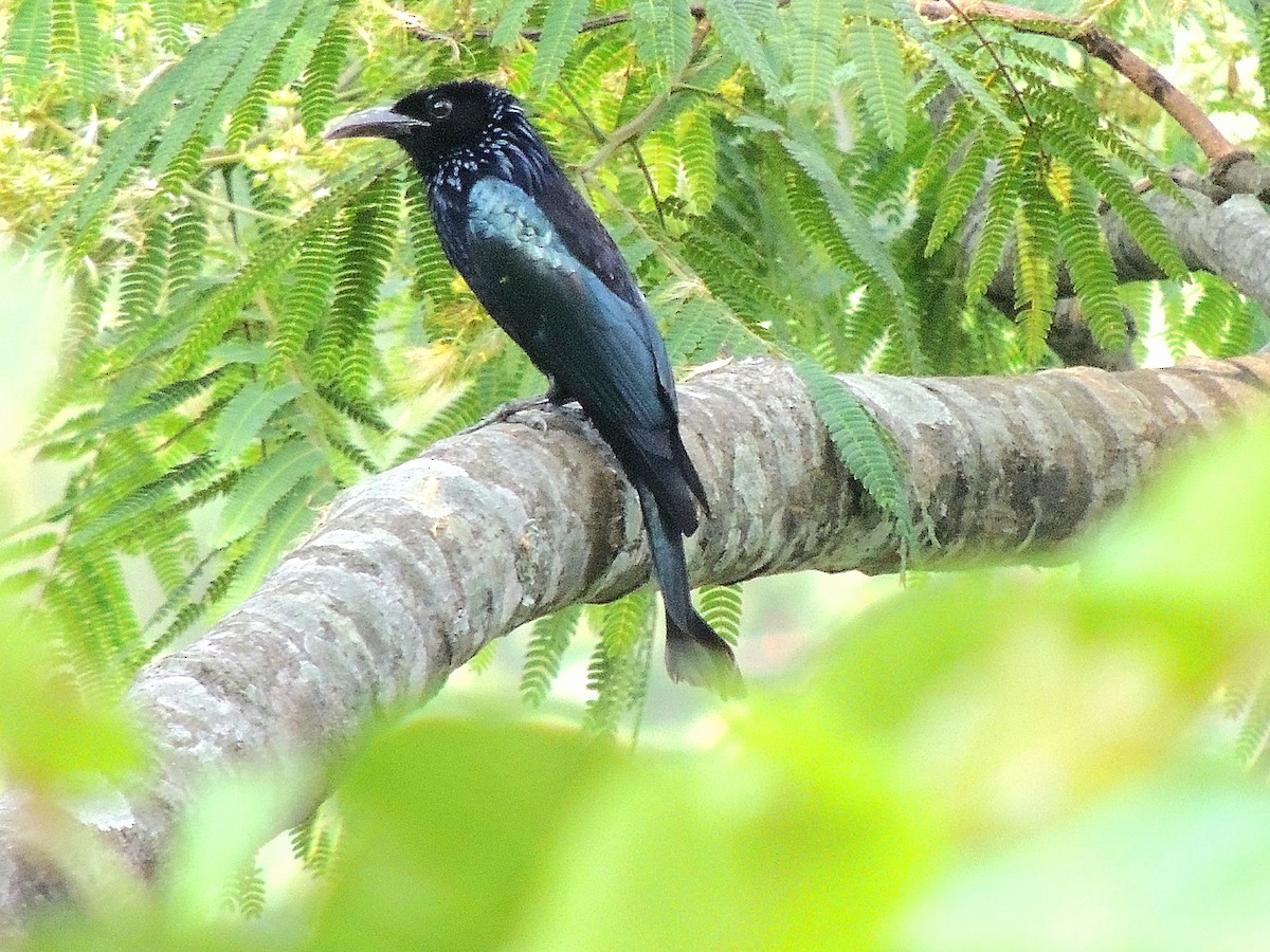 Hair-crested Drongo - ML647497847