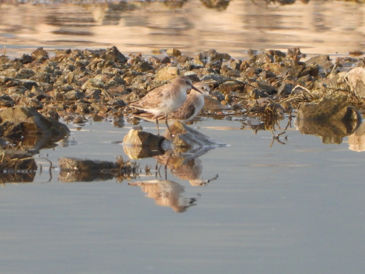 Küçük Kumkuşu - ML647497857