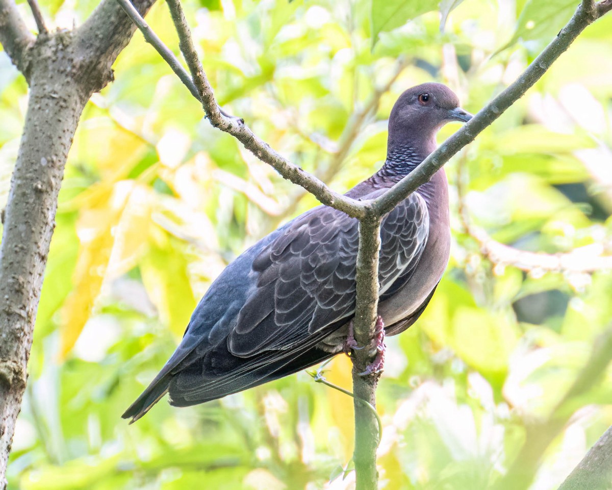 Paloma Picazuró - ML647497887