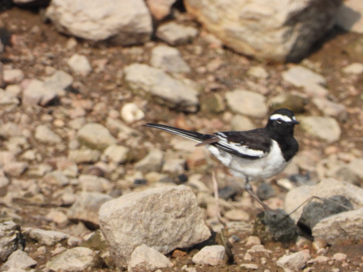 Lavandera India - ML647497889