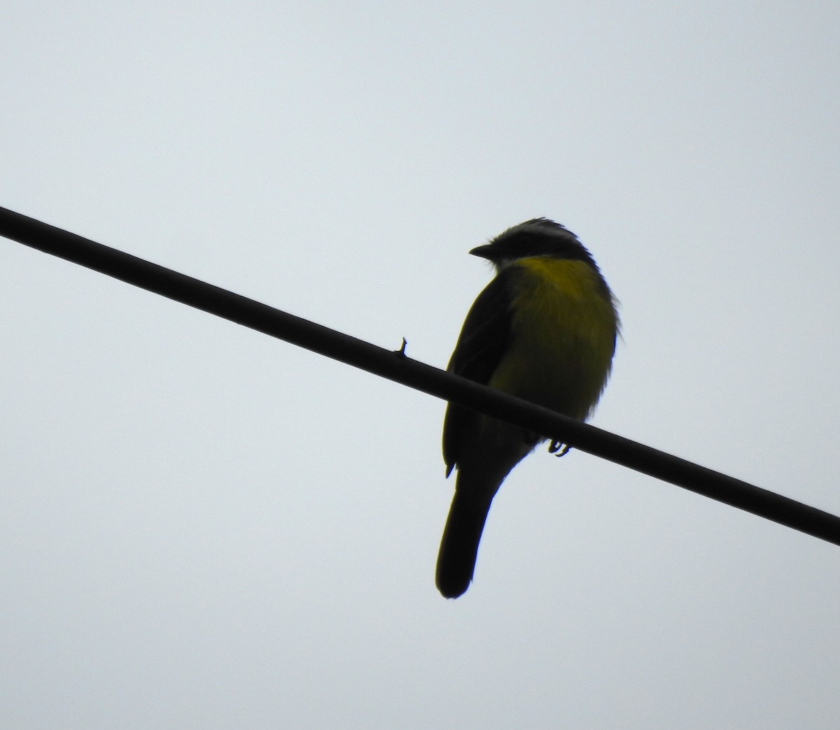 Красношапочный бентеви - ML647497898