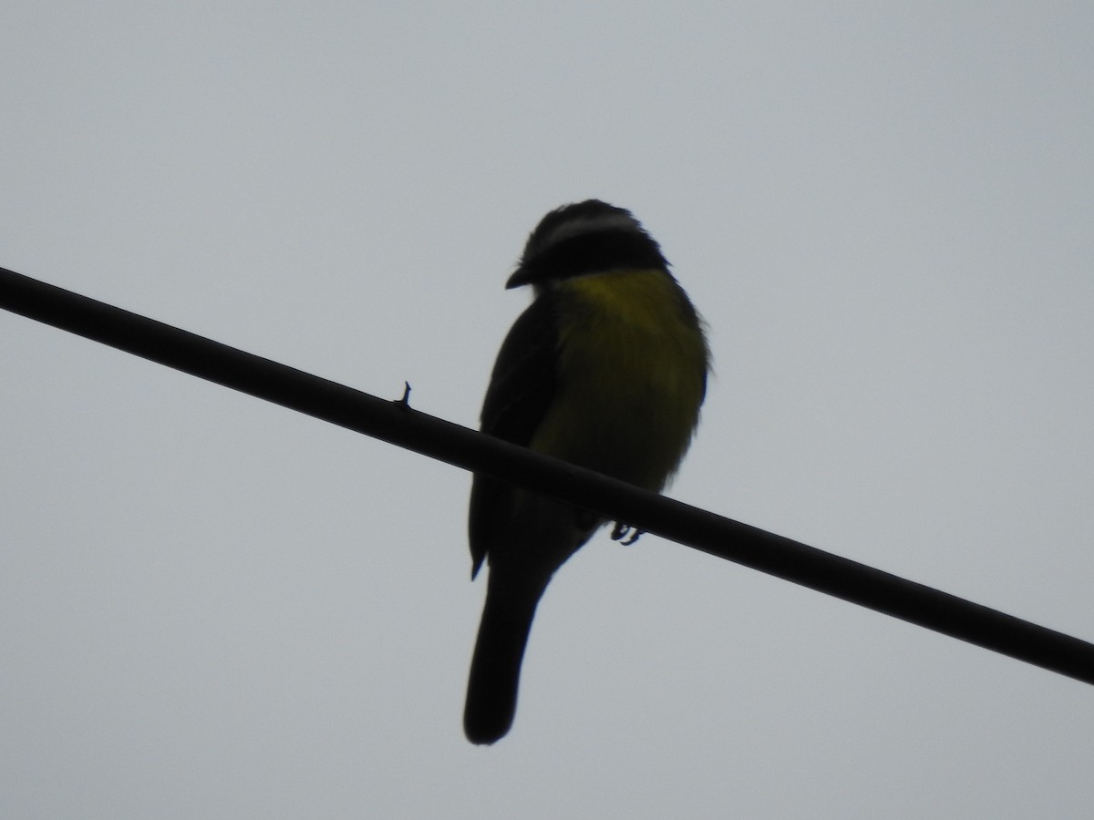 Красношапочный бентеви - ML647497899