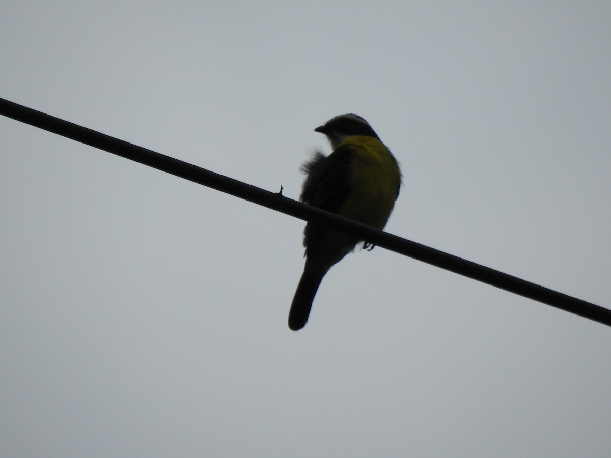 Social Flycatcher - ML647497900