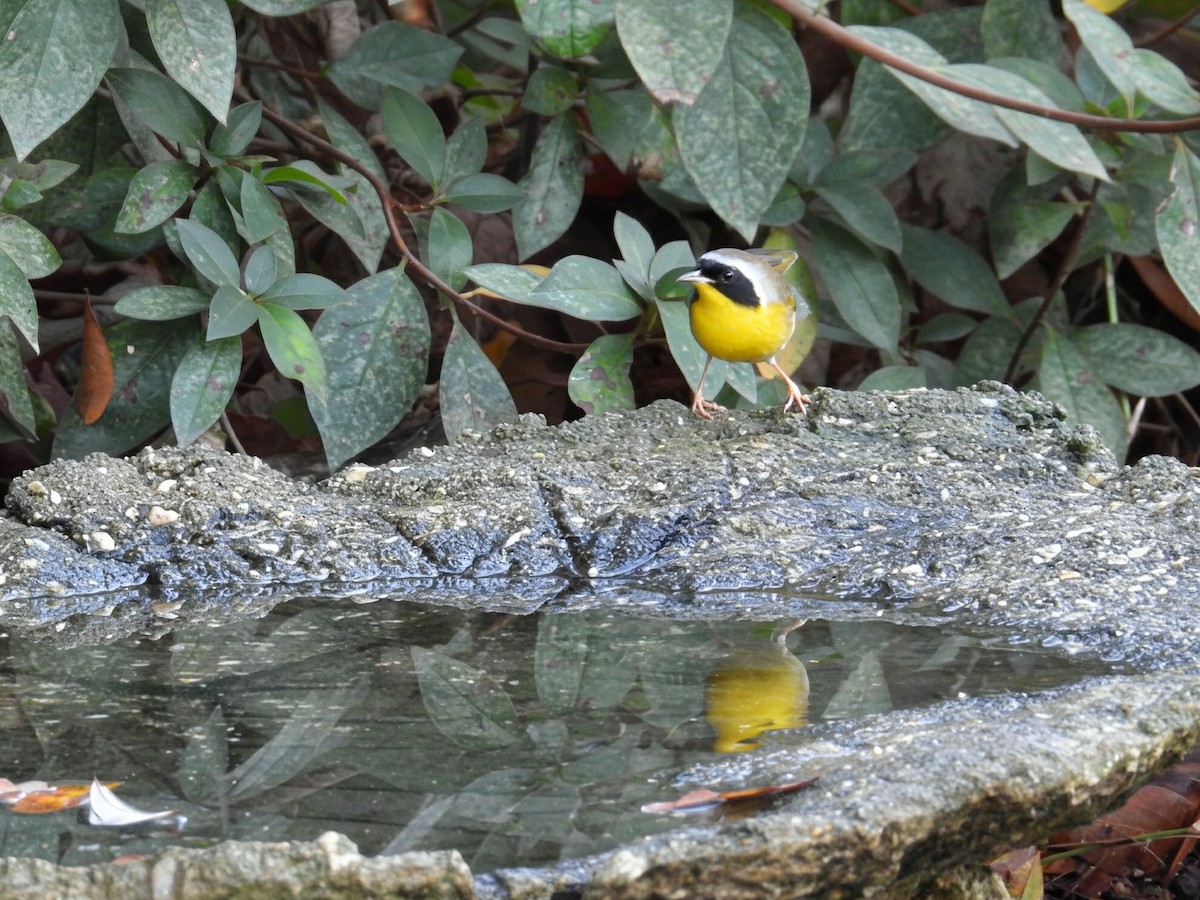 Common Yellowthroat - ML647497901