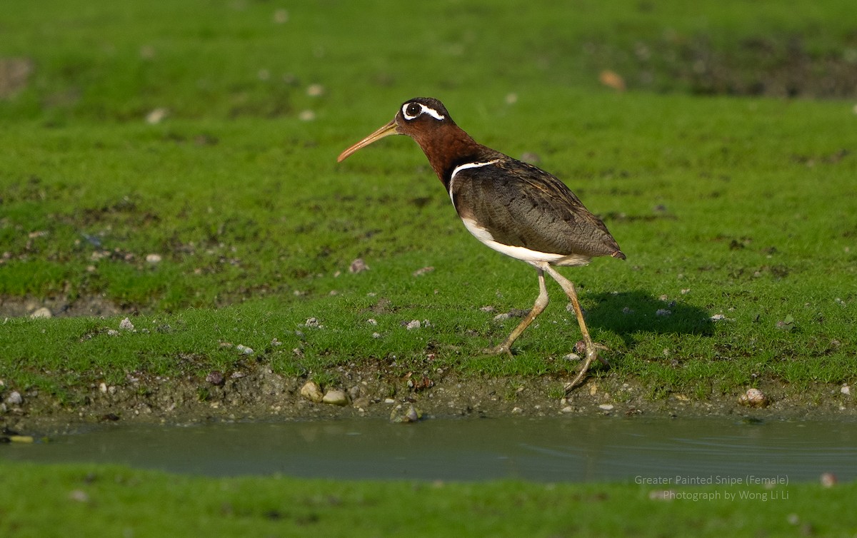 Greater Painted-Snipe - ML647497902