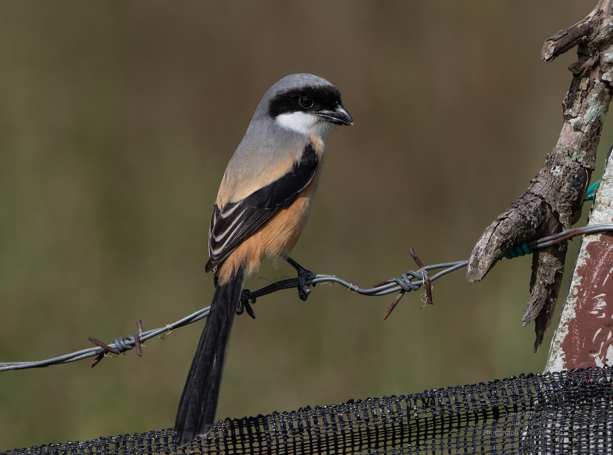 Long-tailed Shrike - ML647497903