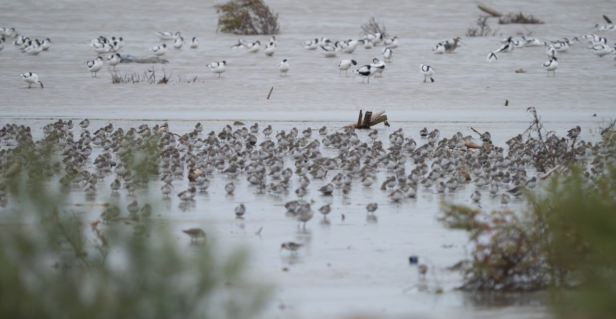 Dunlin - ML647497904