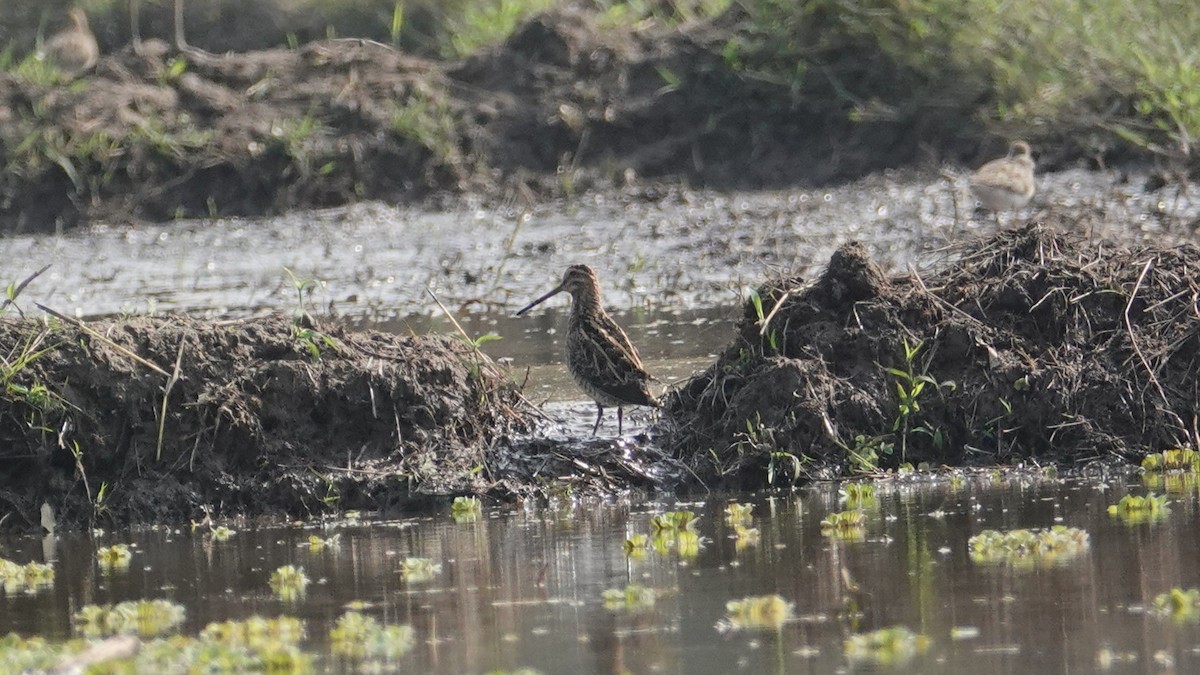 snipe sp. - ML647497905