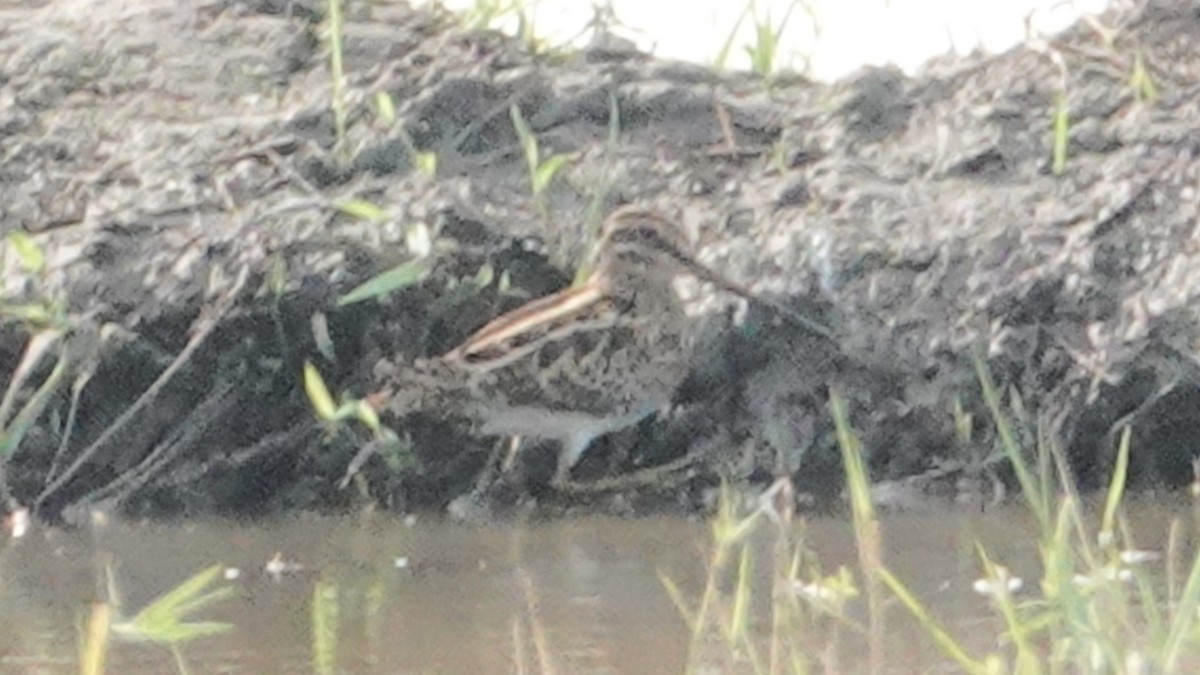 snipe sp. - ML647497906