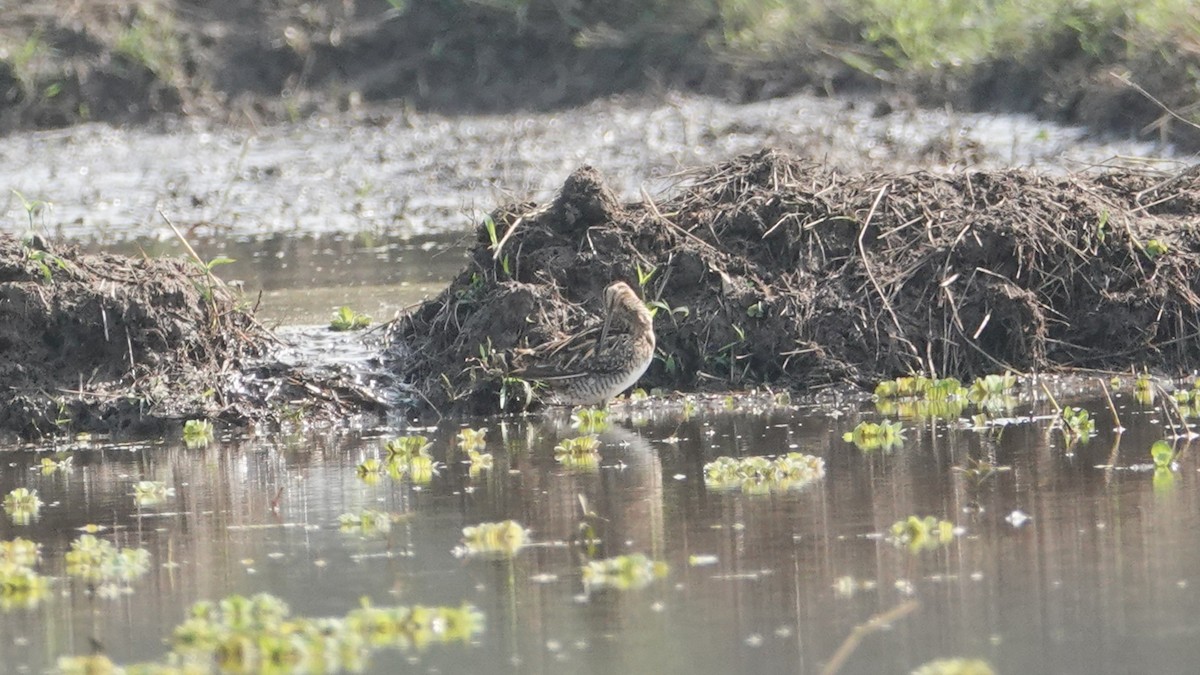 snipe sp. - ML647497907