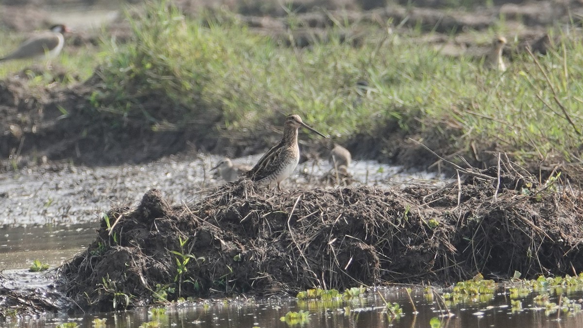 snipe sp. - ML647497908