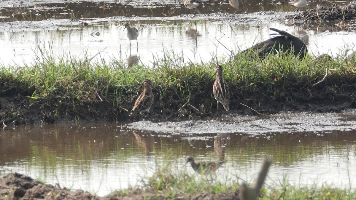 snipe sp. - ML647497909