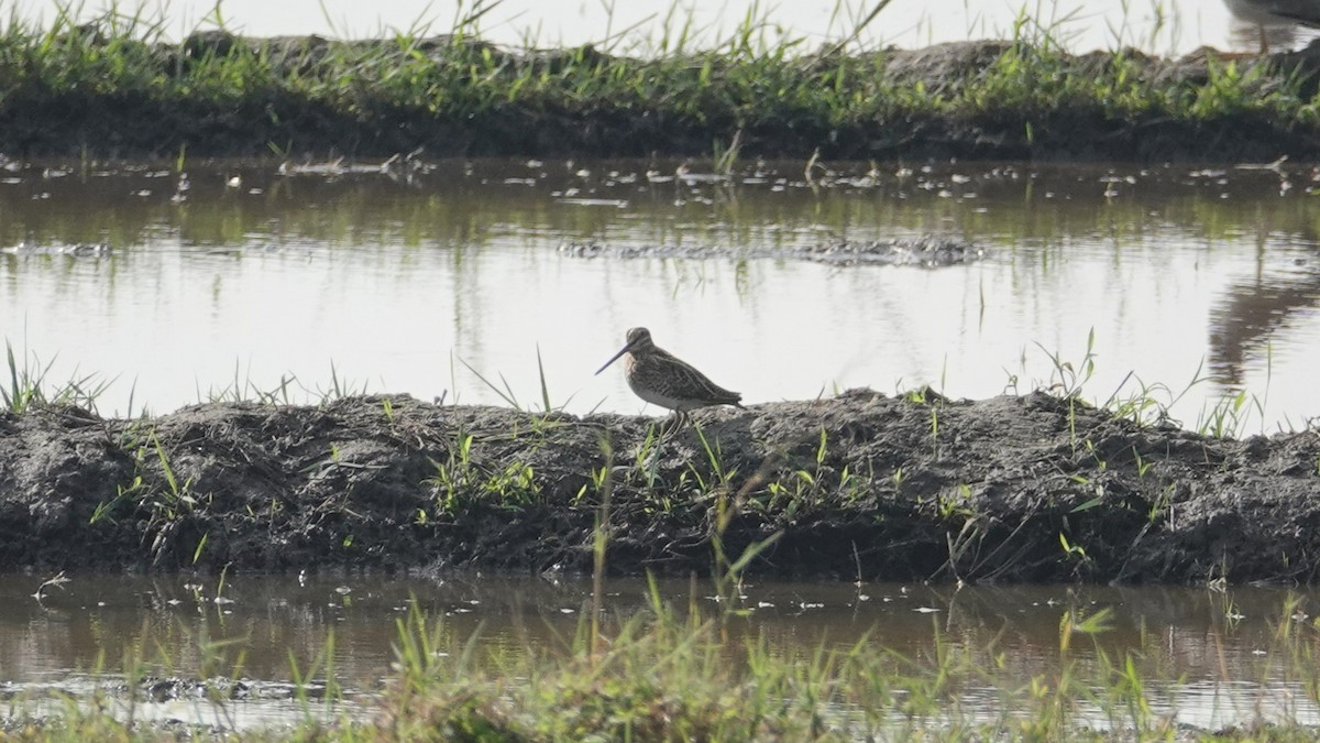 snipe sp. - ML647497910