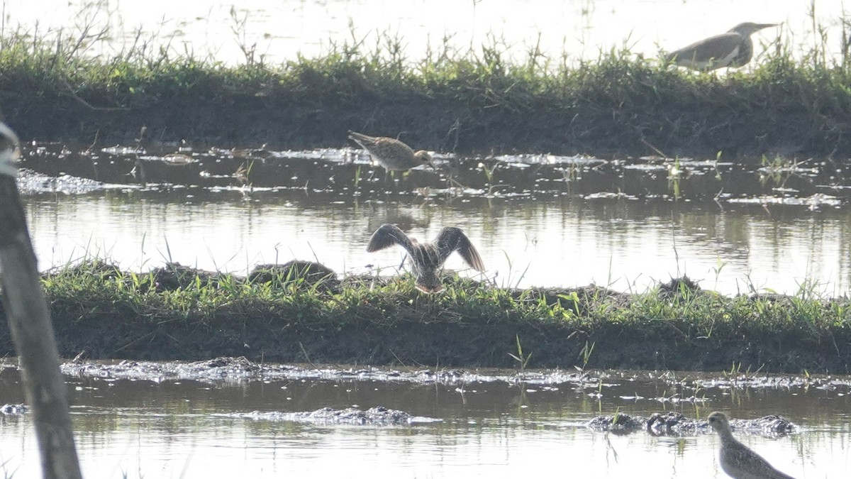 snipe sp. - ML647497911