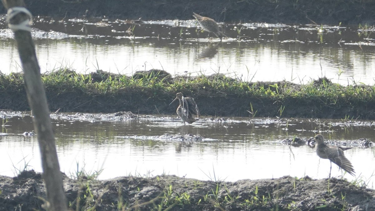 snipe sp. - ML647497912