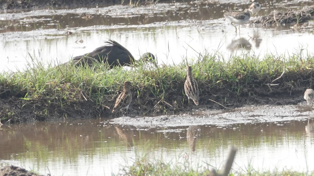 snipe sp. - ML647497913