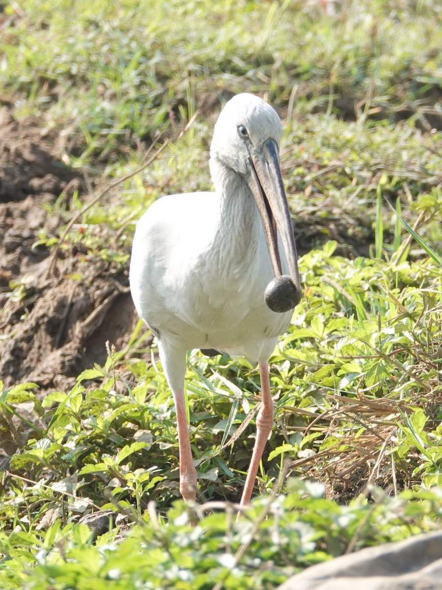 Asian Openbill - ML647497914