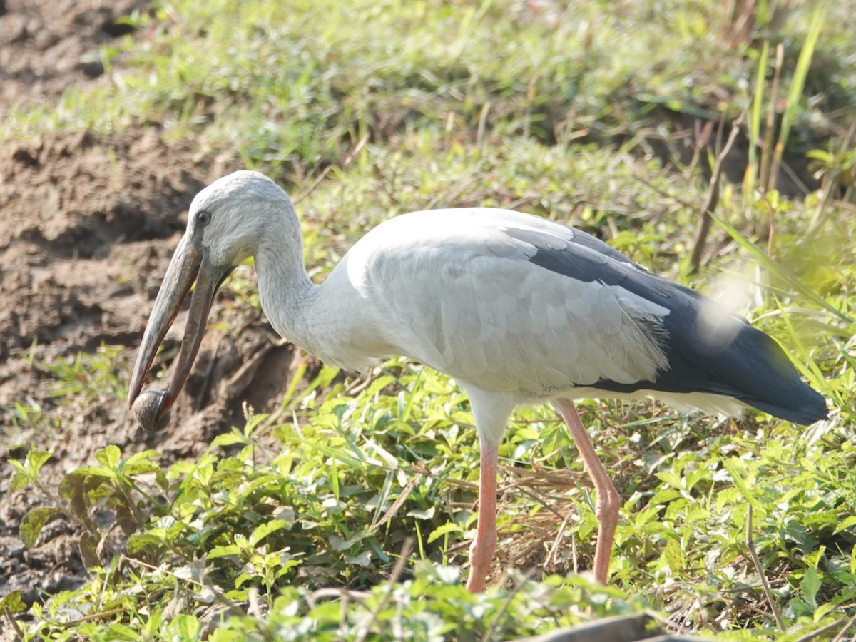 Asian Openbill - ML647497915