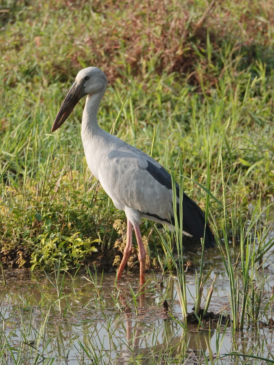 Asian Openbill - ML647497916