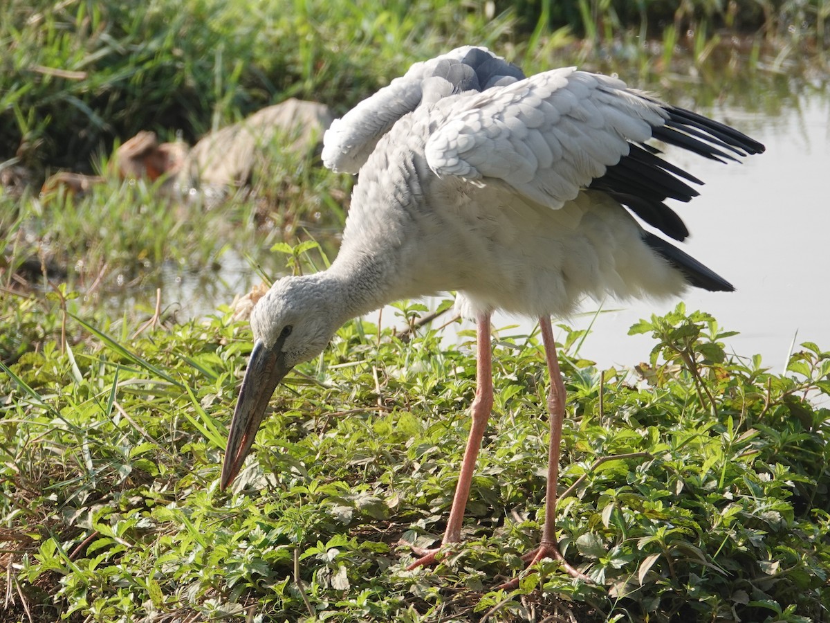 Asian Openbill - ML647497917