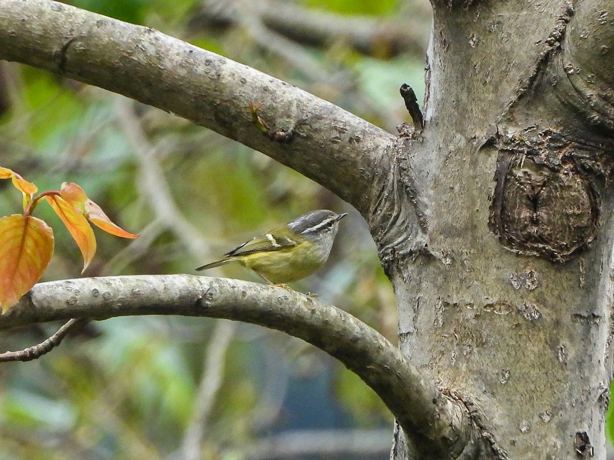 Ashy-throated Warbler - ML647497918