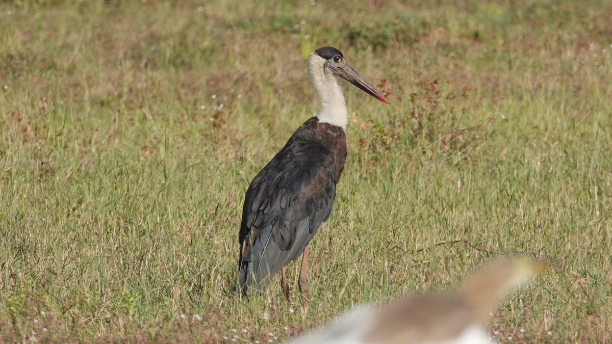 Asian Woolly-necked Stork - ML647497919