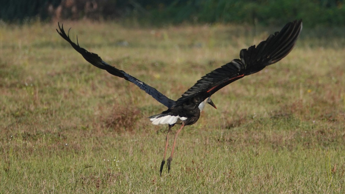 Asian Woolly-necked Stork - ML647497920
