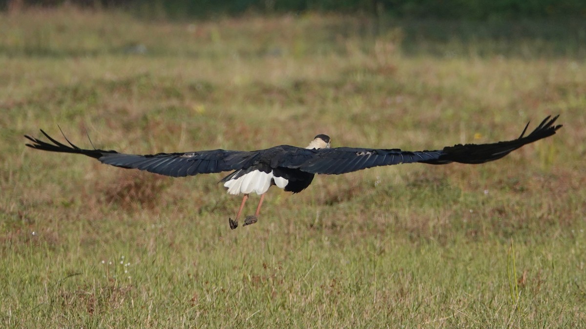 Asian Woolly-necked Stork - ML647497921